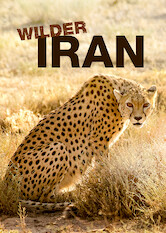 Kliknij by uszyskać więcej informacji | Netflix: Dziki Iran | W tym dokumencie fotograf przyrody Benny Rebel wyrusza na wielotygodniową wyprawę, aby zrobić zdjęcia dzikiej przyrody w swojej ojczyźnie — Iranie.