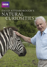 Kliknij by uszyskać więcej informacji | Netflix: David Attenborough's Natural Curiosities | Uznany przyrodnik David Attenborough dokumentuje niezwykle intrygujÄ…ce i zaskakujÄ…ce cechy i zachowania ewolucyjne wystÄ™pujÄ…ce w królestwie zwierzÄ…t.