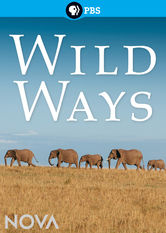 Netflix: Wild Ways | <strong>Opis Netflix</strong><br> W Afryce, Jukonie iÂ Parku Narodowym Yellowstone trwajÄ… prace nad stworzeniem bezpiecznych przejÅ›Ä‡ umoÅ¼liwiajÄ…cych zwierzÄ™tom migracjÄ™ iÂ wÄ™drÃ³wki. | Oglądaj film na Netflix.com