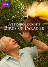 Kliknij by uszyskać więcej informacji | Netflix: Attenborough's Paradise Birds | Uwiedziony historiÄ… iÂ wdziÄ™kiem majestatycznych cudowronkÃ³w przyrodnik David Attenborough obserwuje te ptaki wÂ ich naturalnym siedlisku.