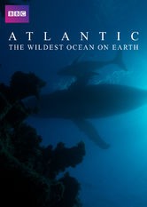 Netflix: Atlantic: The Wildest Ocean on Earth | <strong>Opis Netflix</strong><br> TÄ™tniÄ…cy Å¼yciem Atlantyk, miotany sztormami i peÅ‚en zagroÅ¼eÅ„ dla zwierzÄ…t i ludzi, sÅ‚usznie zasÅ‚uguje na miano najdzikszego oceanu Å›wiata. | Oglądaj serial na Netflix.com