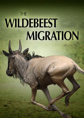 Kliknij by uszyskać więcej informacji | Netflix: The Wildebeest Migration | KaÅ¼dego roku afrykaÅ„skie gnu pokonujÄ… 2000 mil, przemierzajÄ…c Serengeti. Nie ma chyba bardziej niebezpiecznej wyprawy w Å›wiecie zwierzÄ…t.