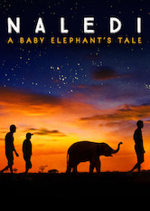 Kliknij by uszyskać więcej informacji | Netflix: Naledi: A Baby Elephant's Tale | Naukowcy i opiekunowie z ośrodka dla zwierząt w Botswanie walczą o życie osieroconego słoniątka, ale to tylko drobna część ich starań na rzecz tego zagrożonego gatunku.