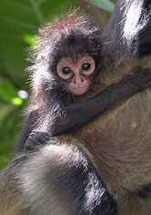 Kliknij by uszyskać więcej informacji | Netflix: Nasza przyroda | Shot over two years, this documentary delves into the earth's natural wonders â€” from big cats prowling the tall grass to eels lurking in the reef.