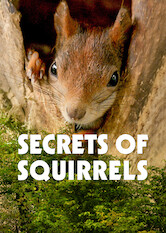 Kliknij by uszyskać więcej informacji | Netflix: Secrets of Squirrels | Zobacz, jak urocze rude wiewiÃ³rki figlujÄ…, ukrywajÄ… siÄ™ przed drapieÅ¼nikami iÂ zdobywajÄ… poÅ¼ywienie wÂ swoim naturalnym Å›rodowisku â€” naÂ szczytach drzew.