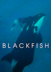 Kliknij by uszyskać więcej informacji | Netflix: Czarna ryba | Fascynujący dokument o występującej w pokazach orce Tilikum, która w niewoli spowodowała śmierć kilku osób.