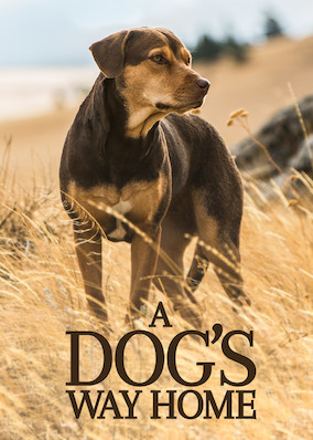 Netflix: A Dog's Way Home | <strong>Opis Netflix</strong><br> Wierny pies, który bardzo tęskni za domem i swoim właścicielem, wyrusza w niebezpieczną podróż przez Amerykę. | Oglądaj film na Netflix.com