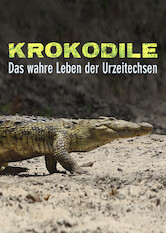 Kliknij by uszyskać więcej informacji | Netflix: Krokodyle: Fascynujące życie pradawnych gadów | Podróż do Tanzanii z reżyserem filmów przyrodniczych Reinhardem Radke prezentującym życie krokodyli — od metod polowania po wychowanie młodych.