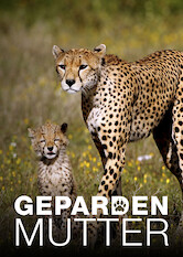 Kliknij by uszyskać więcej informacji | Netflix: Gepardzia mama | Ten dokument śledzi pierwszy rok macierzyństwa młodej gepardzicy, która pomimo licznych przeciwności stara się wychować swoje potomstwo na afrykańskiej sawannie.