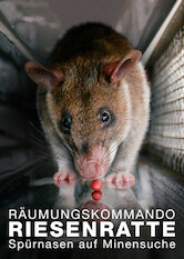Kliknij by uszyskać więcej informacji | Netflix: Szczury saperzy zÂ Mozambiku | Ten dokument przedstawia widzom Miss Marple: samicÄ™ wielkoszczura, ktÃ³ra rozmiarem dogania kota, ma lepszy wÄ™ch niÅ¼ pies iÂ zajmuje siÄ™ wykrywaniem min lÄ…dowych.