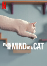 Kliknij by uzyskać więcej informacji | Netflix: Inside the Mind of a Cat / W głowie kota | Wciągający i uroczy dokument, w którym eksperci od kotów opowiadają o sekretach i niesamowitych możliwościach tych zwierząt.