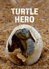 Kliknij by uszyskać więcej informacji | Netflix: Turtle Hero | Dokument ukazujÄ…cy wysiÅ‚ki peÅ‚nego pasji ekologa ratujÄ…cego zagroÅ¼one wyginiÄ™ciem Å¼Ã³Å‚wie wÂ rÃ³Å¼nych czÄ™Å›ciach Å›wiata.