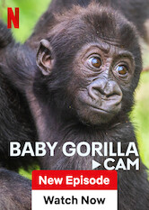 Netflix: Baby Gorilla Cam | <strong>Opis Netflix</strong><br> Zobacz, jak dwa malutkie goryle uczÄ… siÄ™ Å¼ycia w przygotowanym dla nich Å›rodowisku w rezerwacie Cleveland Metroparks (wydarzenie na Å¼ywo w jÄ™zyku angielskim). | Oglądaj serial na Netflix.com
