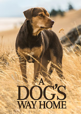 Kliknij by uzyskać więcej informacji | Netflix: A Dog's Way Home / O psie, który wrócił do domu | Wierny pies, który bardzo tęskni za domem i swoim właścicielem, wyrusza w niebezpieczną podróż przez Amerykę.