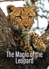 Kliknij by uszyskać więcej informacji | Netflix: Die Magie des Leoparden | W miarÄ™ jak coraz wiÄ™cej turystÃ³w przybywa doÂ Republiki PoÅ‚udniowej Afryki, aby podziwiaÄ‡ lamparty wÂ naturze, wokÃ³Å‚ Parku Narodowego Krugera kwitnie luksusowa turystyka.
