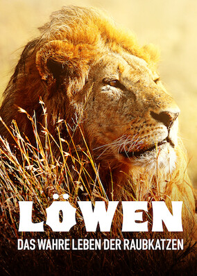 Netflix: Lions &ndash; The Private Life of Big Cats | <strong>Opis Netflix</strong><br> Autor filmÃ³w przyrodniczych Reinhard Radke Å›ledzi dwie stada lwÃ³w przez sawannÄ™. Kamery termowizyjne rejestrujÄ… wszystko, co dzieje siÄ™ wÂ ciemnoÅ›ci. | Oglądaj film na Netflix.com