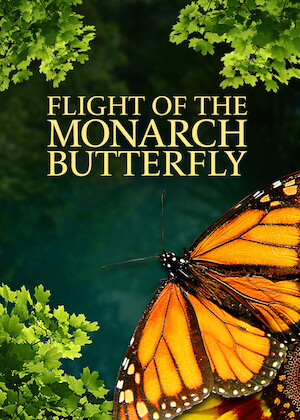 Netflix: Flight Of The Monarch Butterfly | <strong>Opis Netflix</strong><br> Ten dokument przyrodniczy bada cykl Å¼yciowy iÂ niezwykle dÅ‚ugi okres migracji pÃ³Å‚nocnoamerykaÅ„skiego motyla zwanego monarchÄ…. | Oglądaj film na Netflix.com