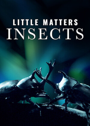 Netflix: Little Matters: Insects | <strong>Opis Netflix</strong><br> Dokument przybliÅ¼ajÄ…cy niezwykÅ‚y Å›wiat najdrobniejszych zwierzÄ…t â€“ od pomysÅ‚owych puÅ‚apek Å‚owieckich poÂ niezwykÅ‚e metamorfozy. | Oglądaj film na Netflix.com