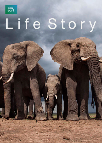 Netflix: Life Story | <strong>Opis Netflix</strong><br> Ten serial dokumentalny przedstawia dzikie zwierzÄ™ta w ich naturalnym Å›rodowisku, Å›ledzÄ…c ich niepewne losy od narodzin aÅ¼ po Å›mierÄ‡. | Oglądaj serial na Netflix.com