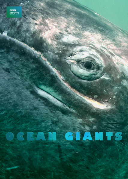 Netflix: Ocean Giants | <strong>Opis Netflix</strong><br> Ten serial przyglÄ…da siÄ™ Å¼yciu delfinów i wielorybów, ukazujÄ…c niezwykÅ‚e cechy poznawcze i spoÅ‚eczne przedstawicieli tych wyjÄ…tkowych gatunków. | Oglądaj serial na Netflix.com